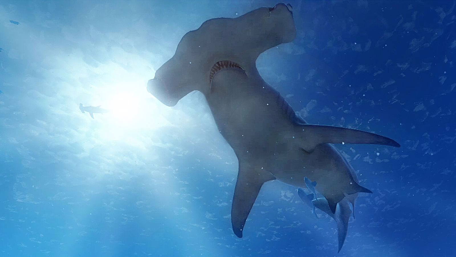 TheBlu Refresh lets you swim with the sharks