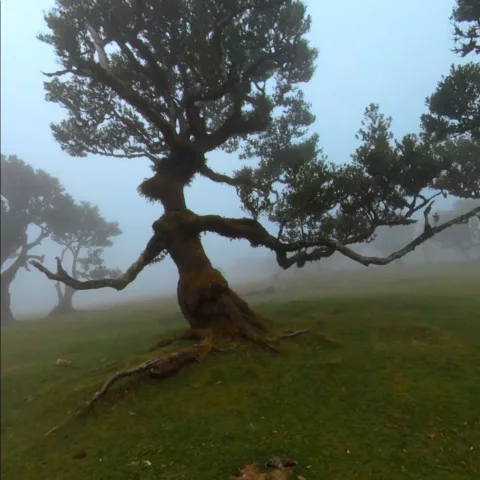 An eerie tree in the shape of a long-armed creature